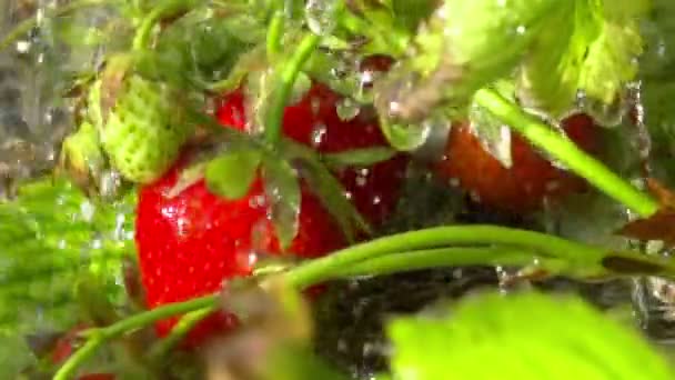 Rode Aardbeien Regendruppels Slow Motion — Stockvideo