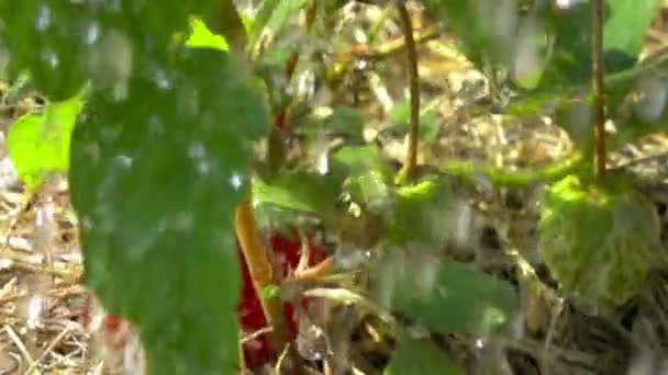 Kırmızı Çilek Yağmur Damlaları Yavaş Çekim — Stok video