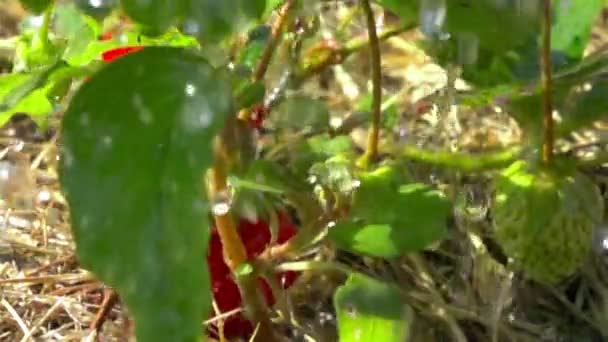 Morangos Vermelhos Gotas Chuva Câmara Lenta — Vídeo de Stock