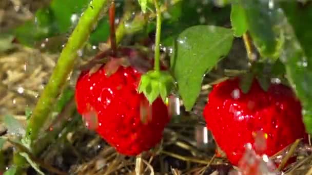Rode Aardbeien Regendruppels Slow Motion — Stockvideo