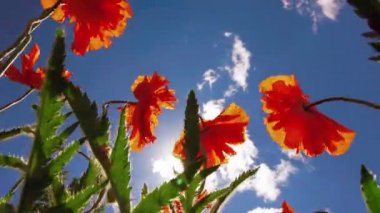 Kırmızı çiçek haşhaş 4k