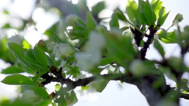 Bees Fly Blossoming Tree Slow Motion — Stock Video