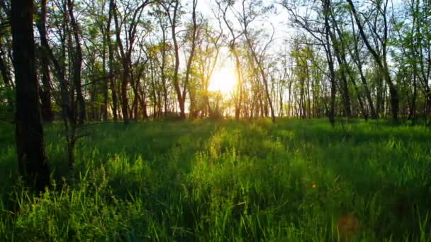 Timelapse Del Atardecer Del Bosque — Vídeos de Stock