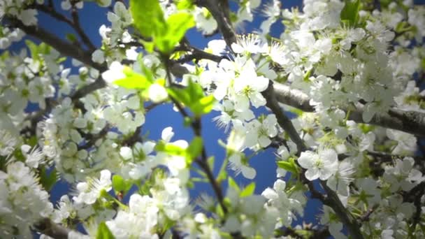 Les abeilles volent dans un arbre en fleurs. Mouvement lent .