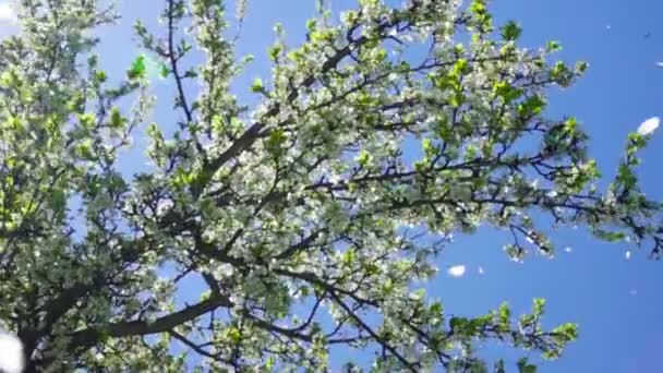 Las Abejas Vuelan Árbol Flor Movimiento Lento — Vídeos de Stock