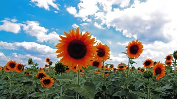 Gebied Van Bloeiende Zonnebloemen — Stockvideo