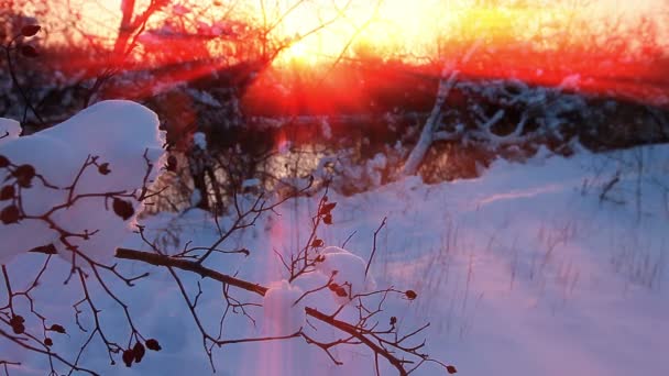 Зимовий Пейзаж Захід Сонця Повільний Рух — стокове відео