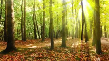 4 k gündoğumu sonbahar ormanda