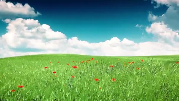 緑の野と曇りの空 — ストック動画