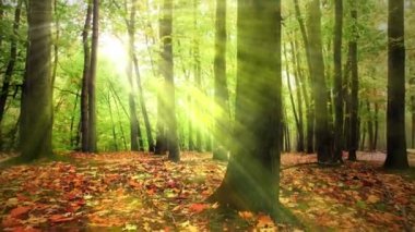 4 k gündoğumu sonbahar ormanda