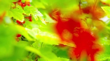 closeup somun çilek meyve bahçesi içinde Bush. çilek sığ odak derinliği