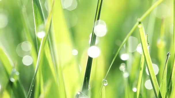 緑の草の上の露の滴 — ストック動画