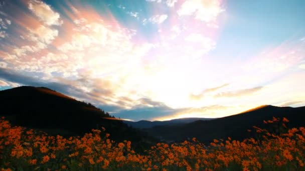 Kvetoucí Slunečnice Při Západu Slunce — Stock video