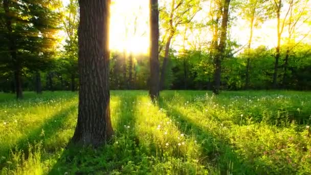 Πρωί Μέσα Ένα Δάσος — Αρχείο Βίντεο