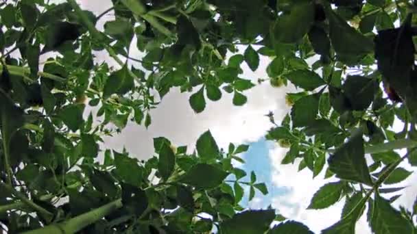 Lentebloemen Tegen Hemel Timelapse — Stockvideo