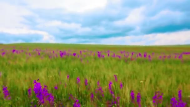 Fält Blommor Och Molnig Himmel — Stockvideo