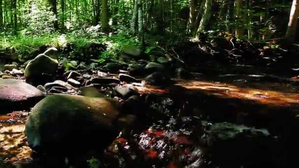 Ορεινή Ροή Στο Δάσος — Αρχείο Βίντεο