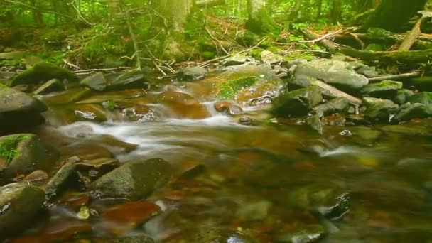 Bergbeekje Het Bos — Stockvideo