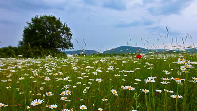 çiçekli camomiles, ilkbahar yaz 