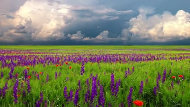 Veld Van Bloemen Bewolkte Hemel — Stockvideo