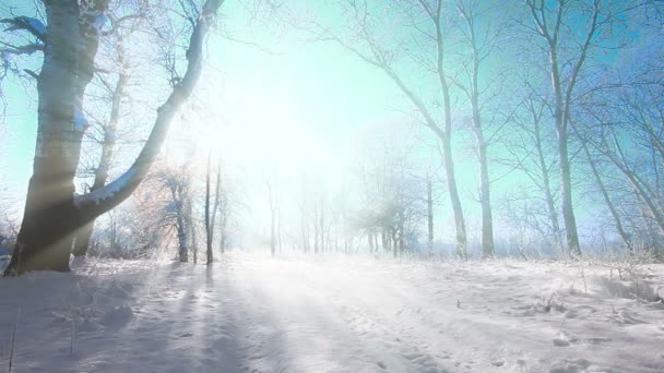 Spadający Śnieg Zimowym Parku Pokrytymi Śniegiem Drzewami — Wideo stockowe