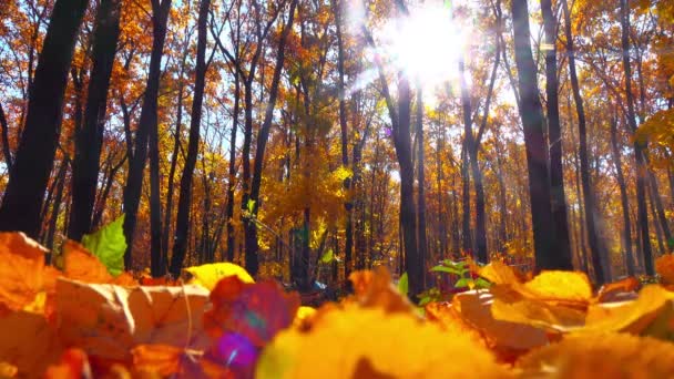 Otoño Parque Otoño — Vídeos de Stock