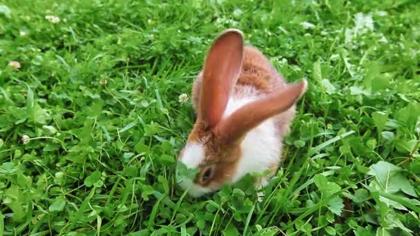 Kaninchen Auf Grünem Rasen — Stockvideo
