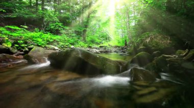 Ormandaki dağ deresi