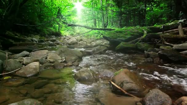 ruisseau de montagne dans la forêt