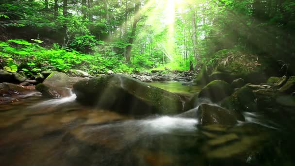 ruisseau de montagne dans la forêt