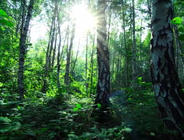 자작나무 숲에서 — 비디오