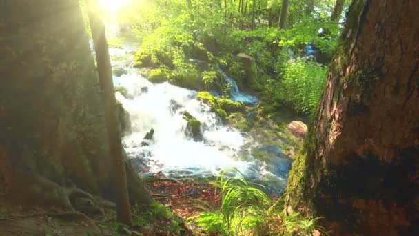 Cascade Dans Forêt Parc National Des Lacs Plitvice Croatie — Video