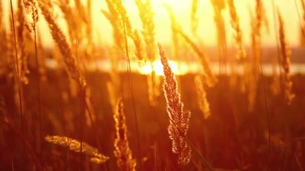 Weizen Morgengrauen Sommer — Stockvideo