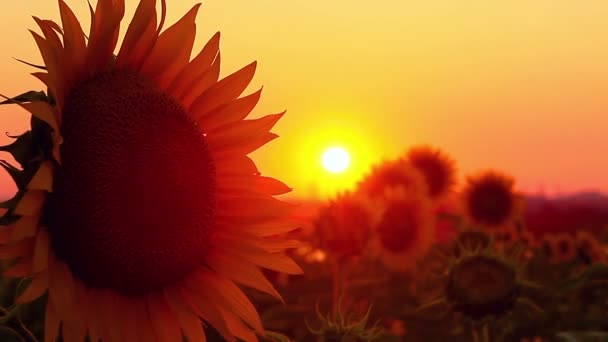 Bloeiende Zonnebloemen Bij Zonsondergang — Stockvideo