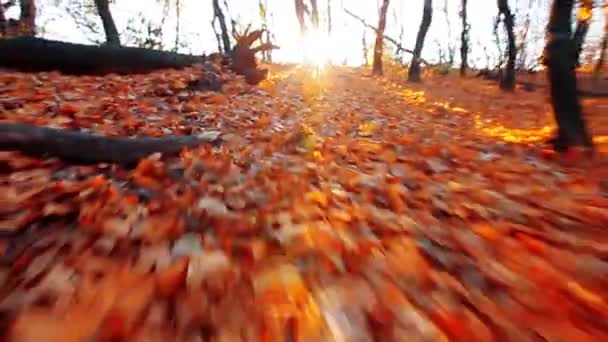 秋の葉の上を歩く — ストック動画