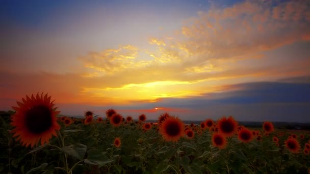 Bloeiende Zonnebloemen Bij Zonsondergang — Stockvideo
