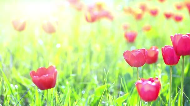 Tulipanes Rojos Sobre Fondo Hierba Verde — Vídeos de Stock