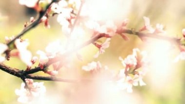 ilkbaharda çiçek açan kiraz pembe çiçekler