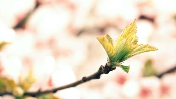 Fleurs Cerisier Rose Fleurissant Printemps — Video