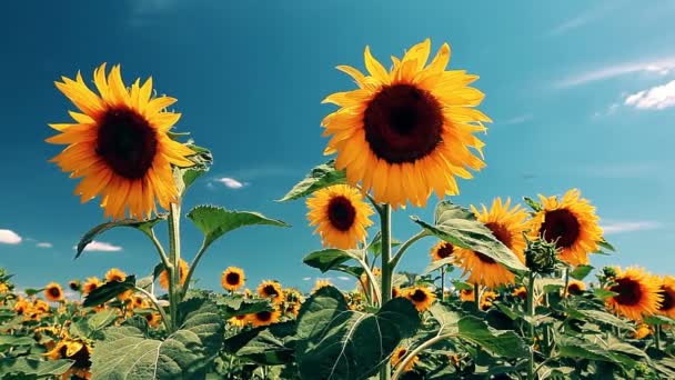 Feld Blühender Sonnenblumen — Stockvideo