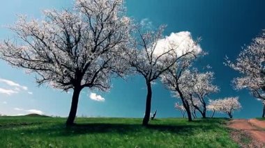 bahar manzara. çiçekli ağaçlar.