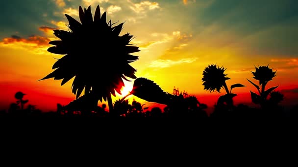 日没で咲くひまわり — ストック動画