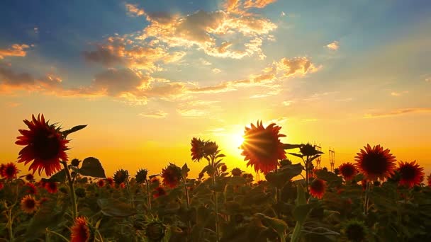 Bloeiende Zonnebloemen Bij Zonsondergang — Stockvideo