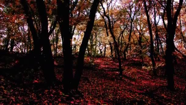 Mañana Bosque — Vídeos de Stock