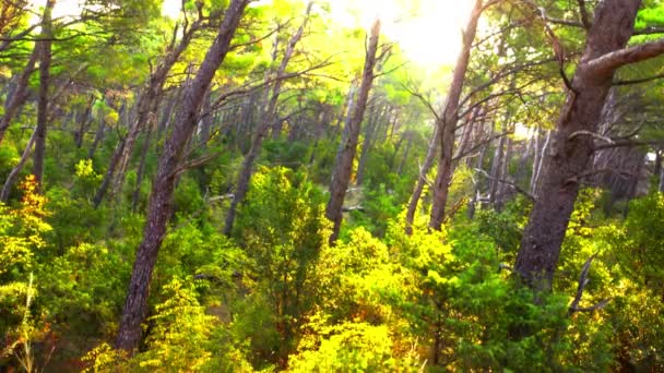 Sabah Bir Ormandaki — Stok video