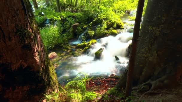 Waterfall Forest Plitvice Lakes National Park Croatia — Stock Video