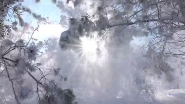 Zimowe Drzewa Parku Prawdziwy Opadający Śnieg — Wideo stockowe