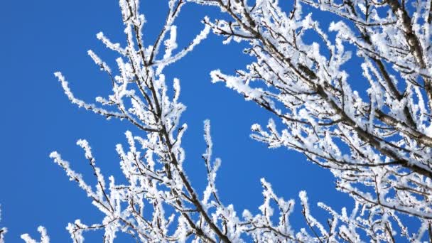 Зимові Дерева Парку Справжній Падаючий Сніг — стокове відео