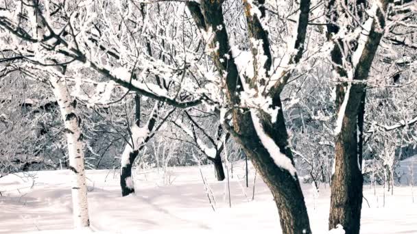 Árboles Invierno Parque Nieve Cayendo Real — Vídeo de stock