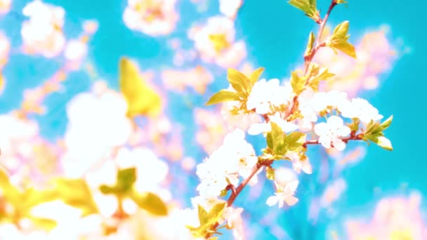 Flores Damasco Florescendo Primavera — Vídeo de Stock